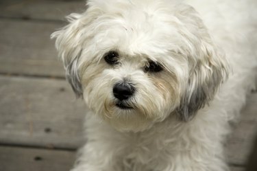 Whiten shop dog fur