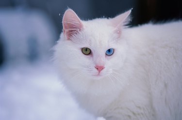 Close-up of a cat