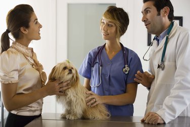 Veterinarians with a dog