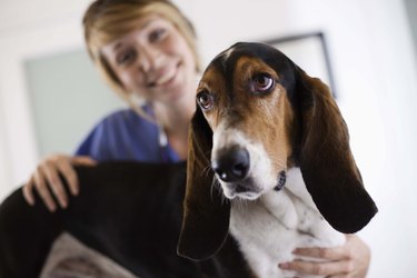 Dog with veterinarian