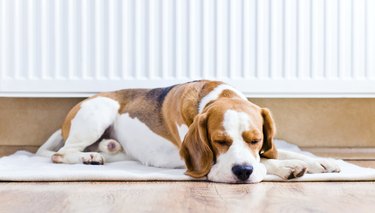 The dog  near to a warm radiator
