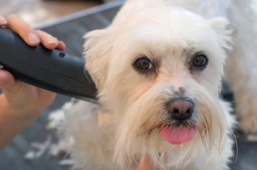Grooming a Maltese dog head by razor machine