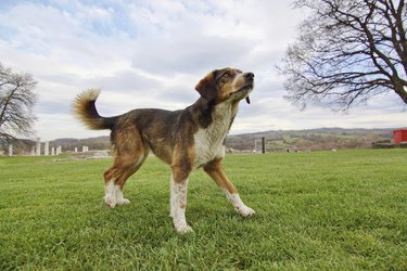 A brown and white alert dog in a field looking toward the sky.