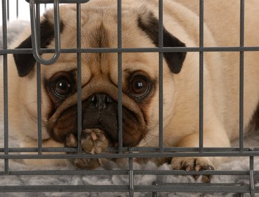 dog in wire crate