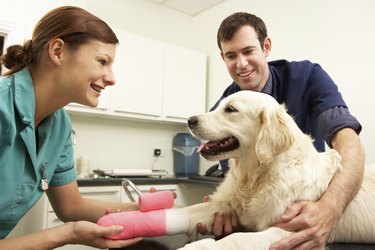 A veterinarian wrapping a dog's ankle in bandages.