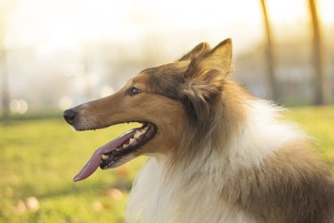 sheepdog resting on sun