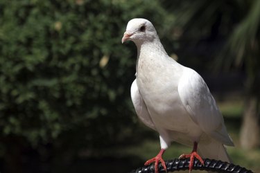 White dove on back of chair outside