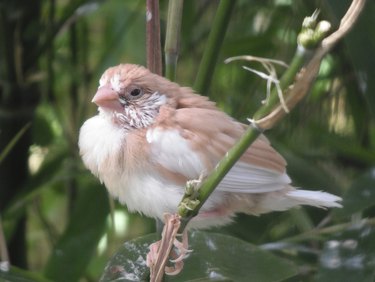 euro society finch