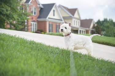 White dog waiting on a driveway in suburban neighborhood