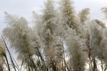 is kangaroo paw toxic to dogs