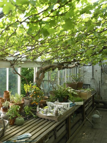 Vine growing in greenhouse containing pot plants and garden tools