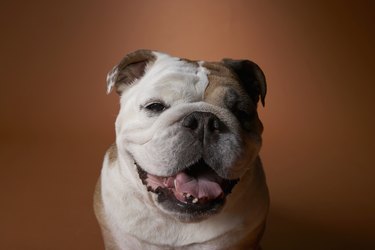 Closeup of a bulldog