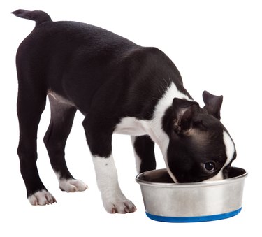 Boston terrier eating from bowl