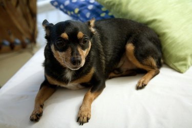 Dog sitting on a bed