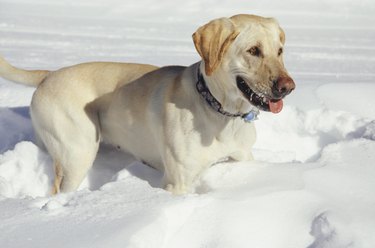 Dog standing in snow