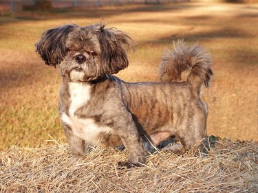 Dog On Hay Bale