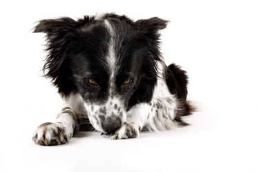 border collie dog licks paw clean against white background