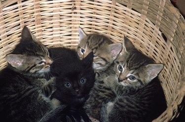 kittens