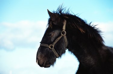 A horse with a halter