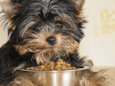 Puppy with bowl of food