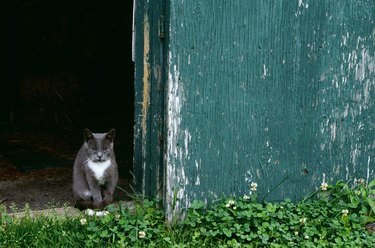 Cat in a doorway