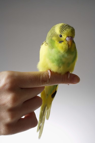 A small yellow pet bird on someone's finger