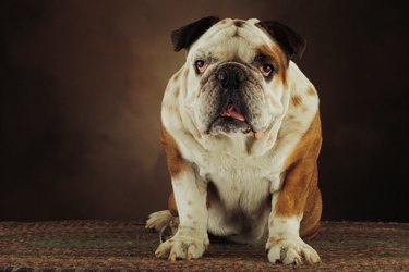 Studio shot of bulldog