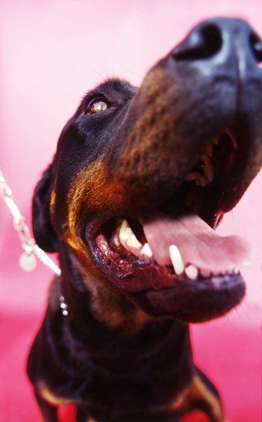 Closeup of a brown and black dog