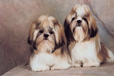 why do shih tzu eyes smell