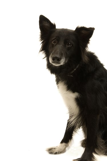 Smartest mixed dog store breeds