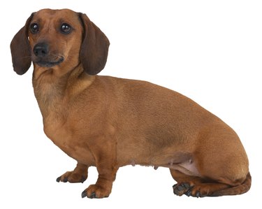 How old is my hot sale dachshund