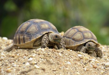 Two sulfate tortoises on dirt mound