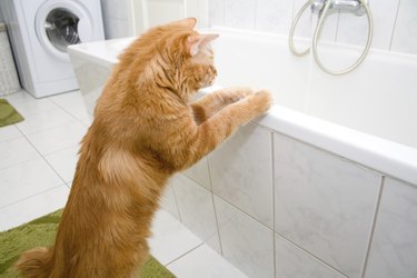 Kurilian bobtail on bath