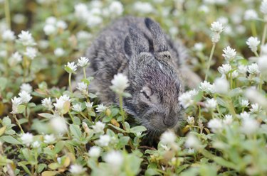 Snoozing rabbit amongst flowers.