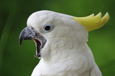 white and yellow cockatoo