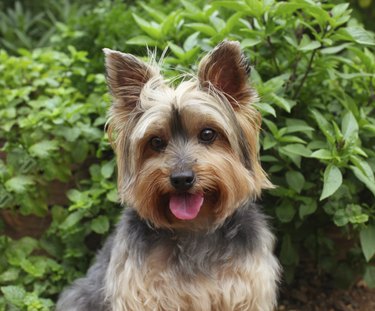 Closeup of Yorkshire terrier outside