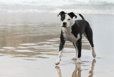 Brown and white pit bull-like dog running along the shore.