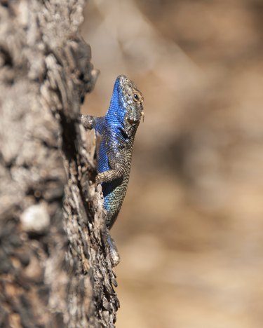 How to Take Care of a Blue Belly Lizard