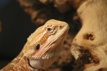 Bearded Dragon Lizard on a piece of wood