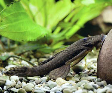 A plecostomus attached to a rock in an aquarium.