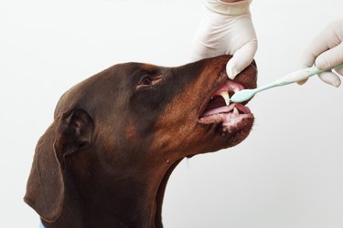 veterinary inspection, checking , teeth cleaning dog white background
