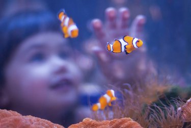 Girl and clown fish at an aquarium