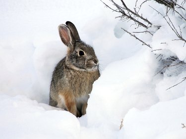 Cottontail Rabbit in Snow