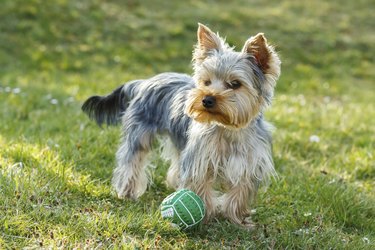 Cute small yorkshire terrier