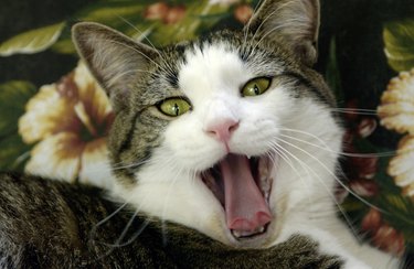 Closeup of cat with open mouth