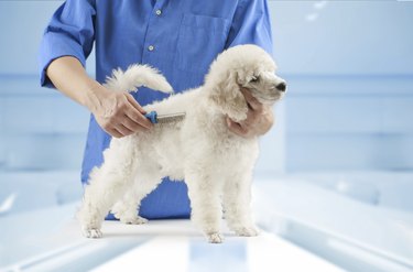 Grooming a small white dog