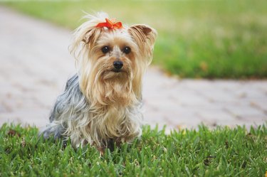 Yorkshire Terrier dog with red bow