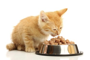 Small kitten eats from a steel bowl