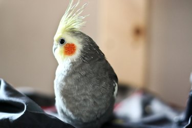 Cockatiel