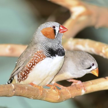 zebra finch bird